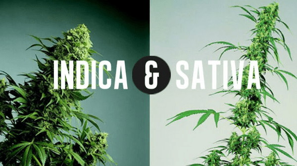 indica