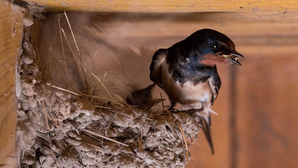 Time to Bird Proof Your Property