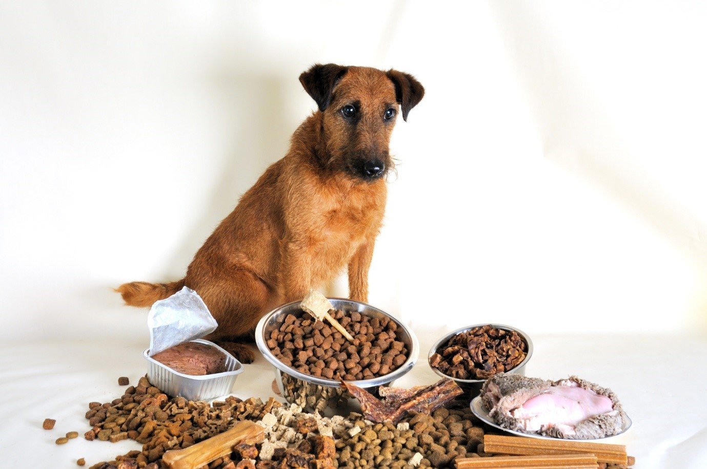Essential Dog Food Ingredients to Look For