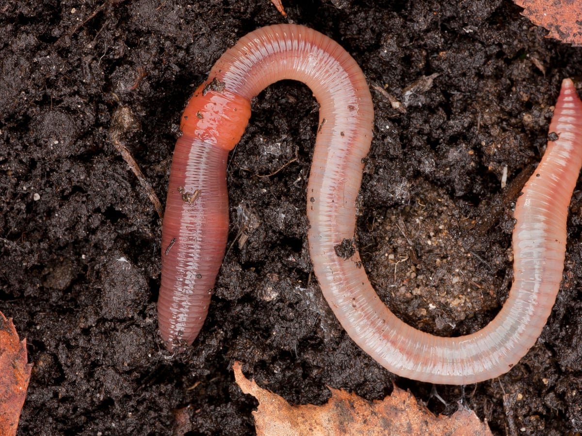 Producing Worm Castings Through Earthworm Farming