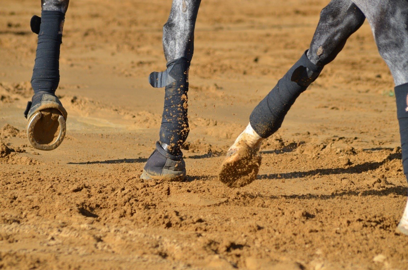 How to Analyze Horse Stride and Gait With Apps What You Should Know