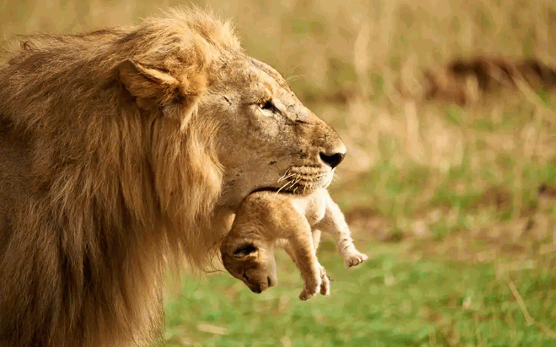 Why Do Animals Reject Their Babies