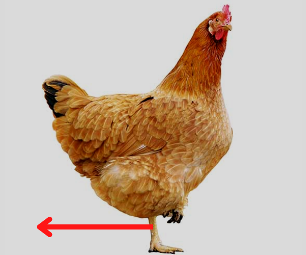 chicken walking backwards