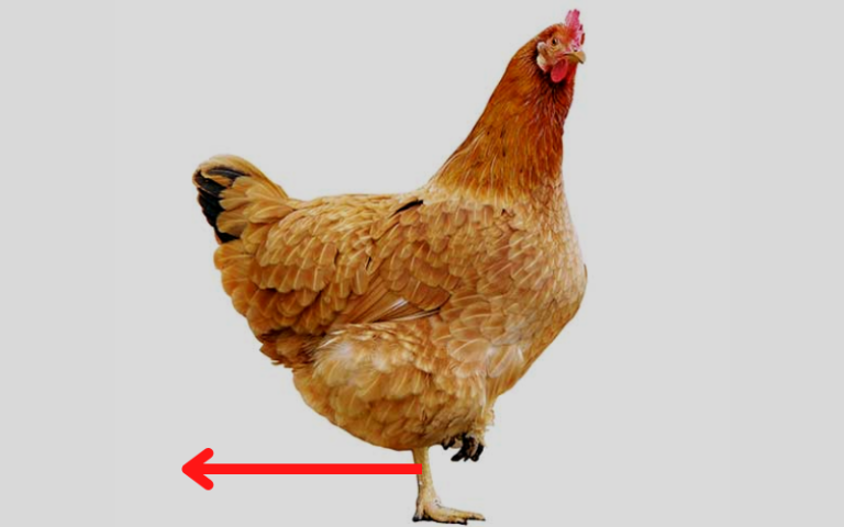 why-does-chicken-walking-backwards-here-s-how-to-stop-it