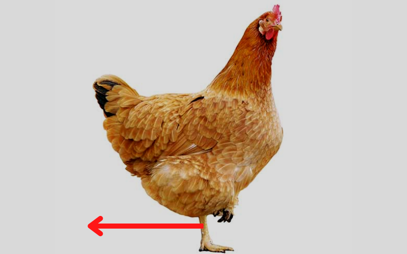 chicken walking backwards