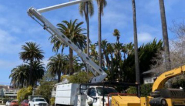 The Cost of Tree Removal Costa Mesa