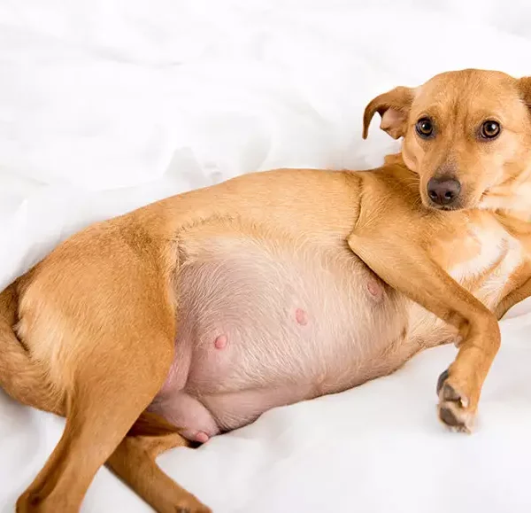 The Ultimate Guide On Dogs Pregnant