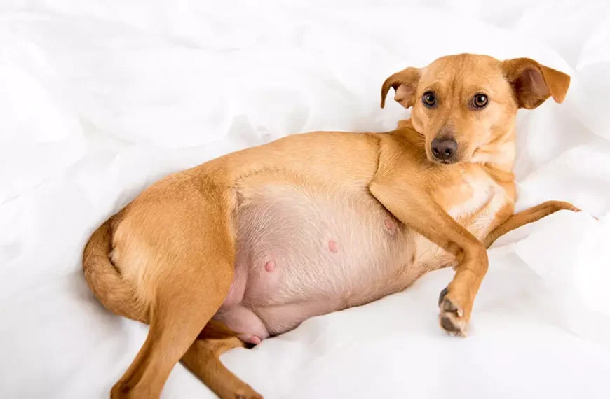 The Ultimate Guide On Dogs Pregnant