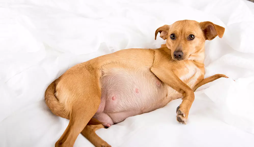 The Ultimate Guide On Dogs Pregnant