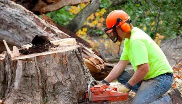 Why are tree removal services important?