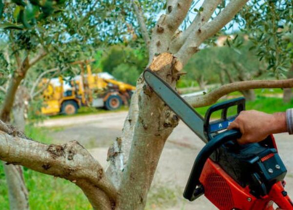 What To Look For In A Tree Service Westminster
