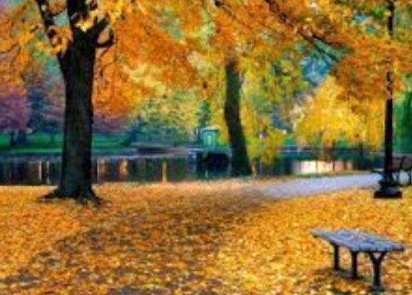 Why Choose A Tree Service Santa Ana?