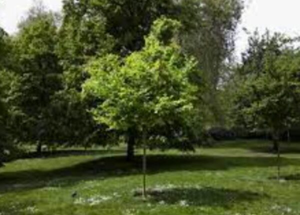 Westminster Tree Service: Dedicated Experts For Your Tree Care Needs