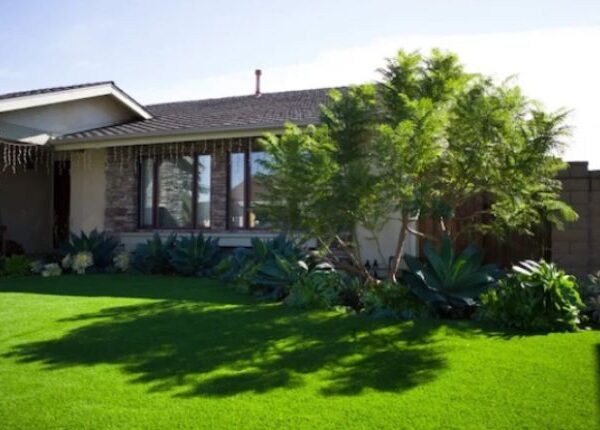 Orange County Tree Service Experts