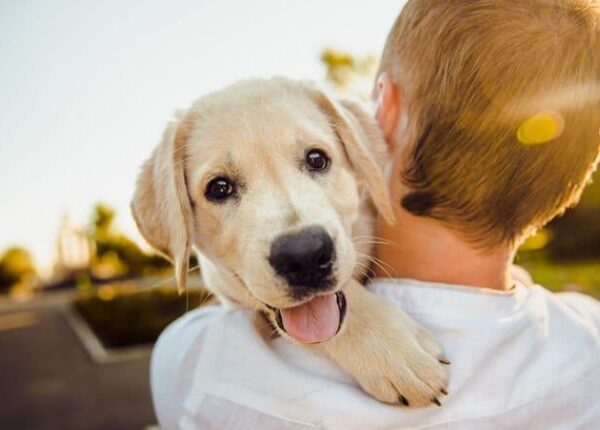 How to Keep Your Beagle Puppy Happy and Healthy