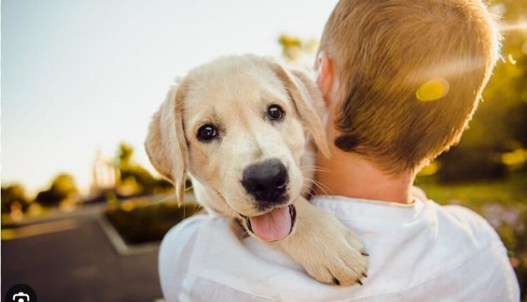 How to Keep Your Beagle Puppy Happy and Healthy