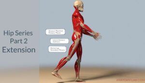 Understanding hip extension and its function in movement